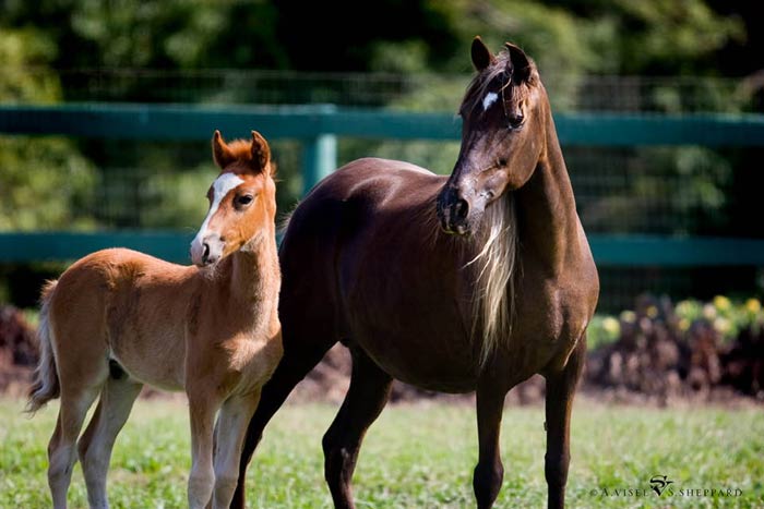 peruvian paso horse information