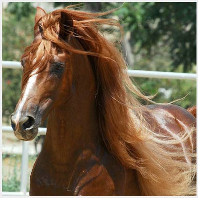 Membership in the Peruvian Paso Association of Canada